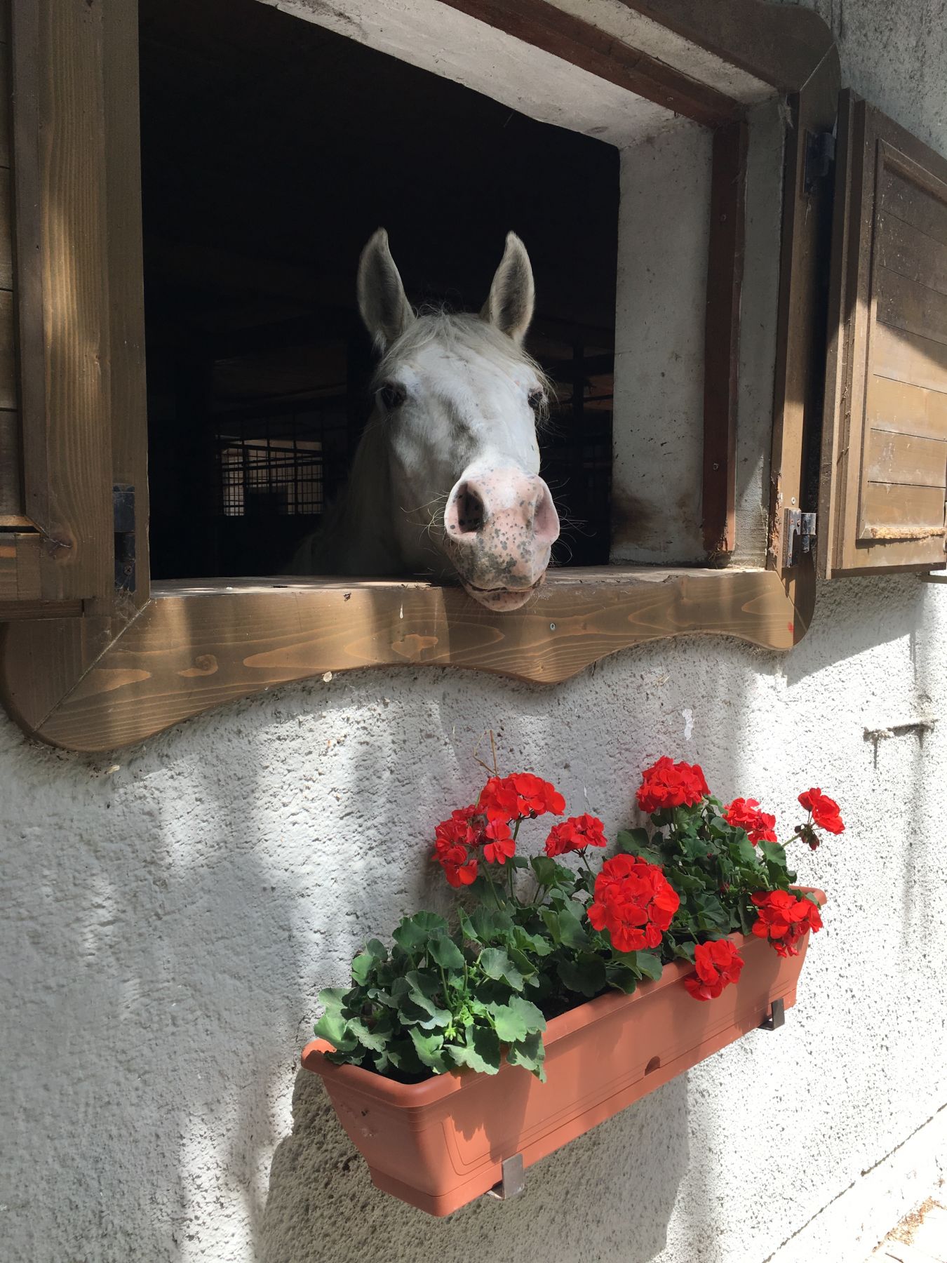 Daisy
